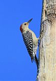 Red-bellied Woodpecker